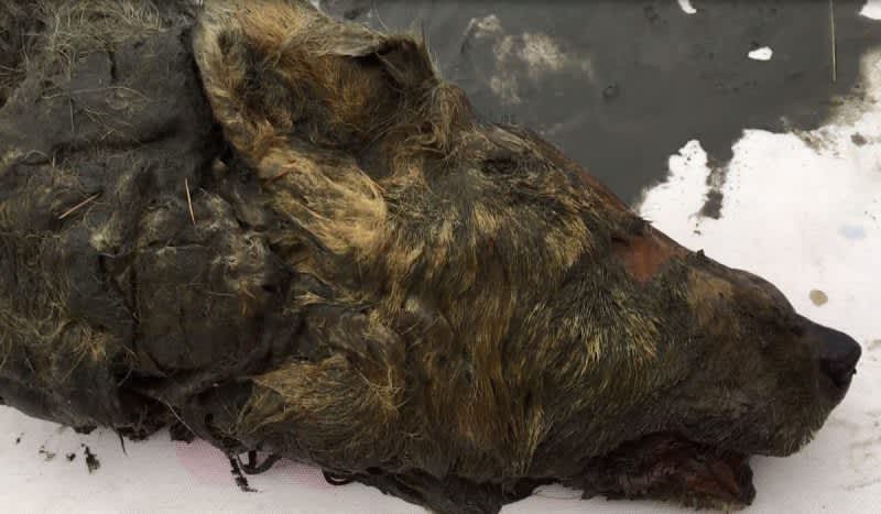 Mummified Prehistoric Wolf Head Found in Siberia