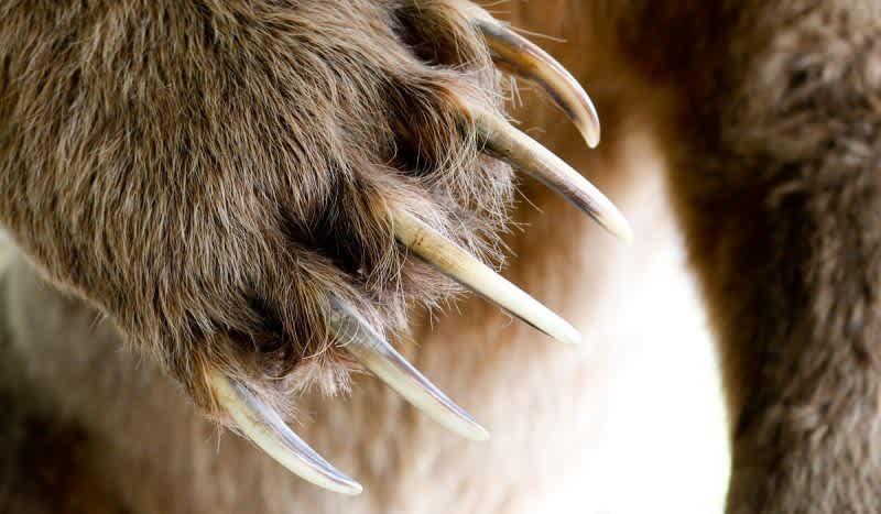 Fatal Bear Attack: Grizzly Attacks Hunter and Guide With No Round Chambered in Sidearm