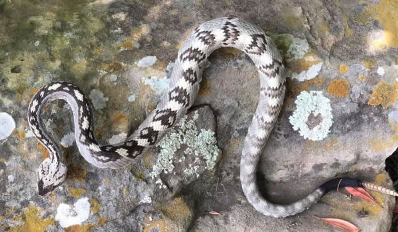 Rare Ornate Blacktail Rattlesnake Found in Austin, Texas for First Time in Decades