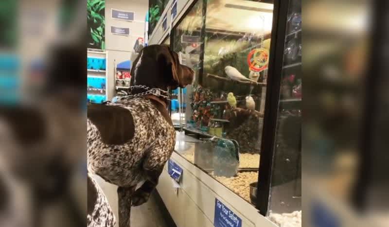 Video: GSP Slams On Point in the Middle of Petsmart