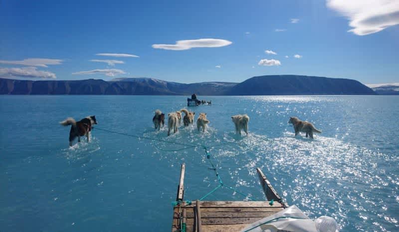Slush Puppies: Mesmerizing Photo Shows Sled Dogs ‘Walking on Water’