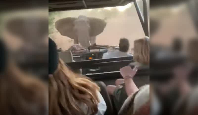 Must Watch: Angry Kruger Park Elephant Chases, Attacks Car Full of Tourists