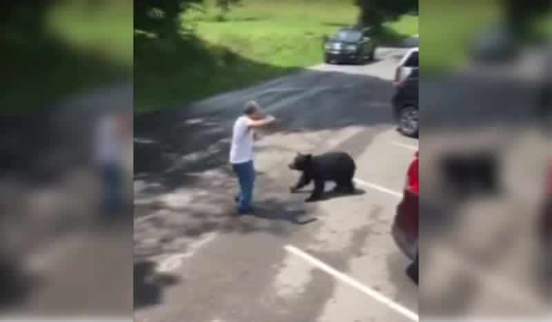 WATCH: Cades Cove Visitor Nearly Mauled by Mamma Bear After Confronting Cubs