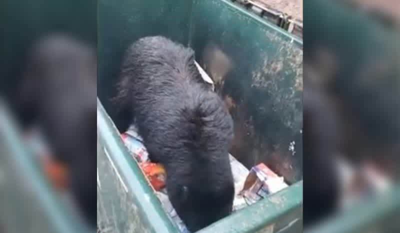Video: Scaring A Bear In A Dumpster Is A Dangerous Game To Play