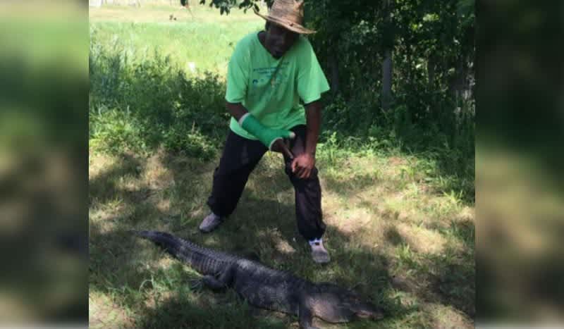 Video: Detroit Man Shoots 6-Foot Alligator After It Lunged At Him