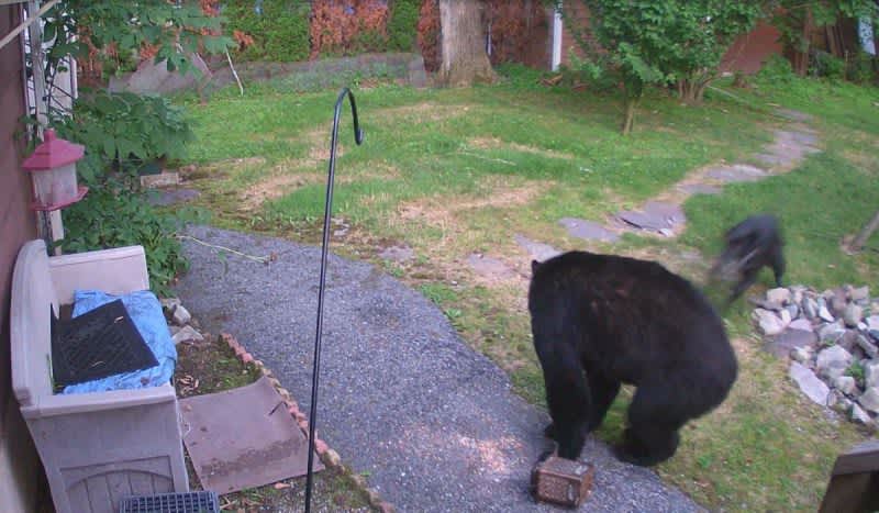 Video: Fearless Pup Charges Black Bear in Neighbor’s Backyard