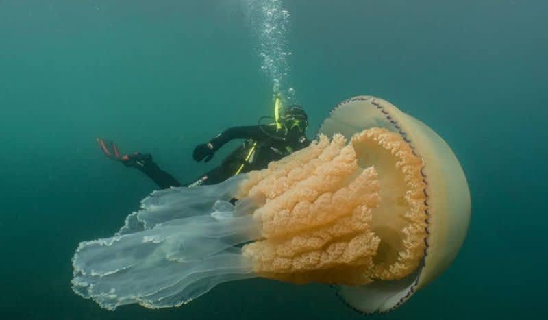Video: Giant Barrel Jellyfish Dwarfs Diver Swimming Off Cornwall Coast