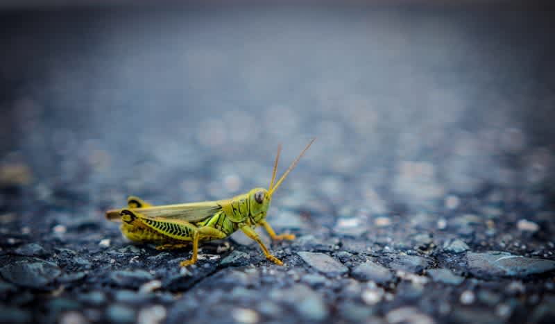 Grasshopper Invasion: Storm of Grasshoppers Take Over Las Vegas Strip