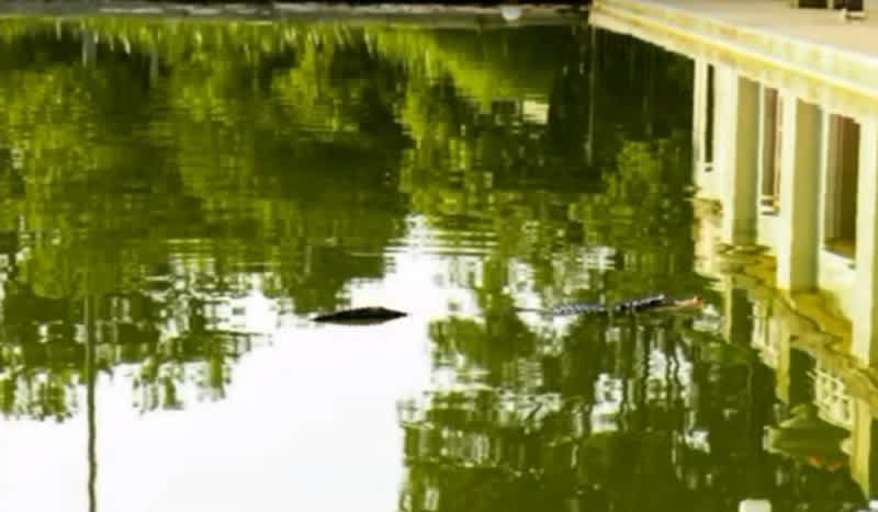 CONFIRMED: Alligator Found Living in Humboldt Park Lagoon