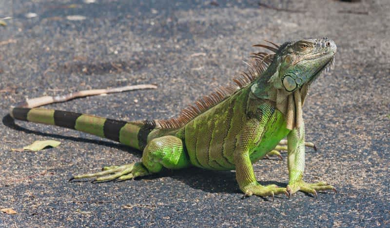 Invasive Iguanas Are Wreaking Havoc in Florida