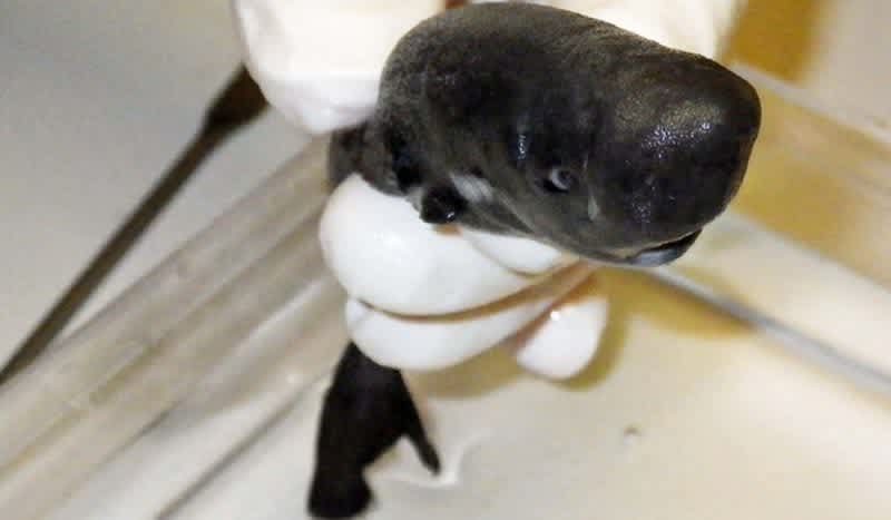 Glow-in-the-Dark Shark: Scientists Discovered New Tiny Shark Species That Squirts Glowing Clouds from Pockets