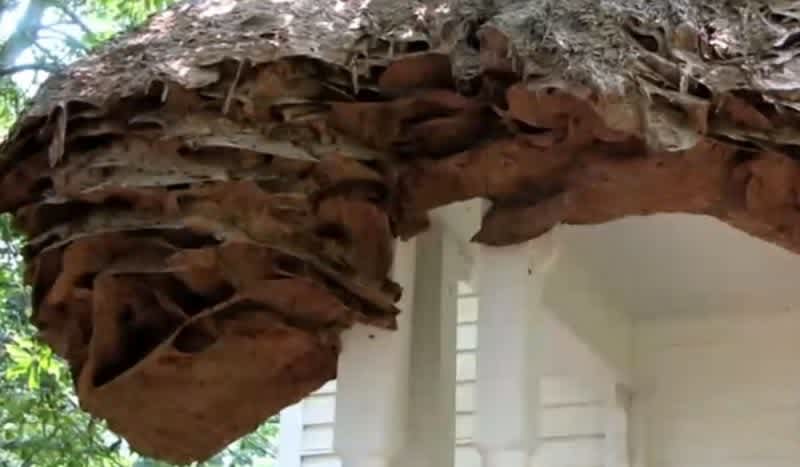 Authorities Warn of Perennial Yellow Jacket Nests Showing Up in Alabama Again