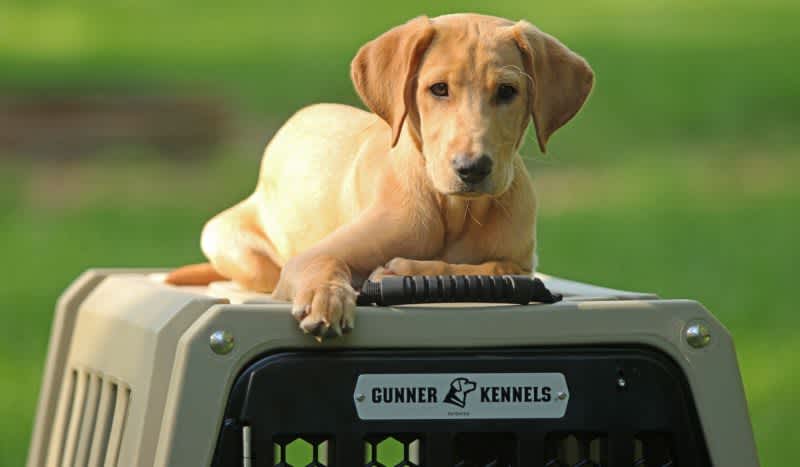 Life Will Never Be The Same: Bringing Home My First Gun Dog