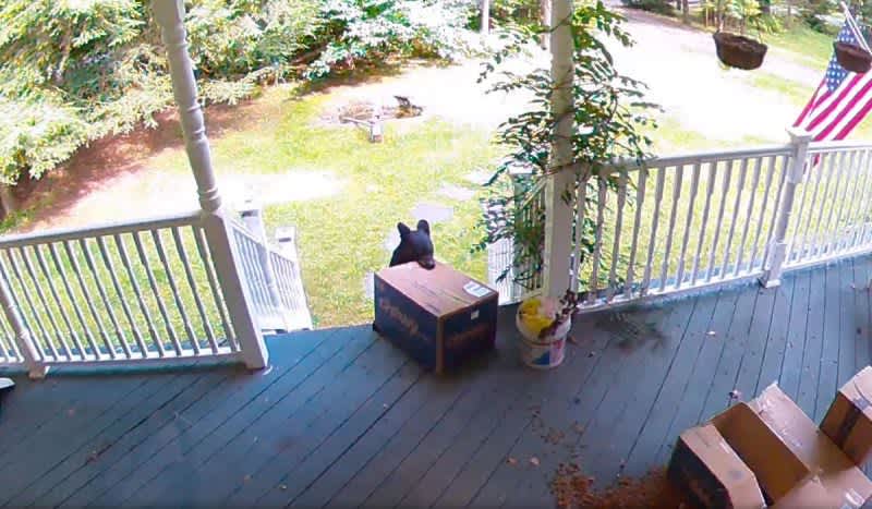Watch: Bear Steals Chewy Package Off Family’s Porch