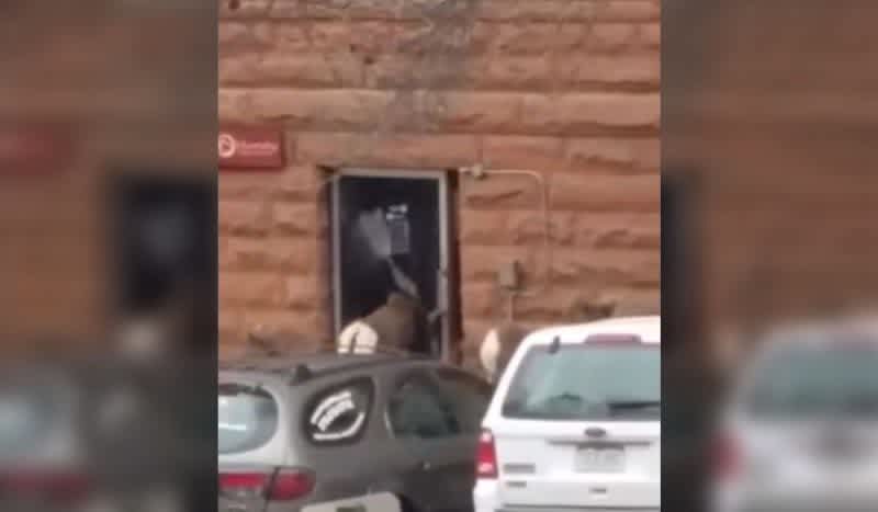 Video: Bighorn Sheep ‘Breaches’ Door To Colorado Business