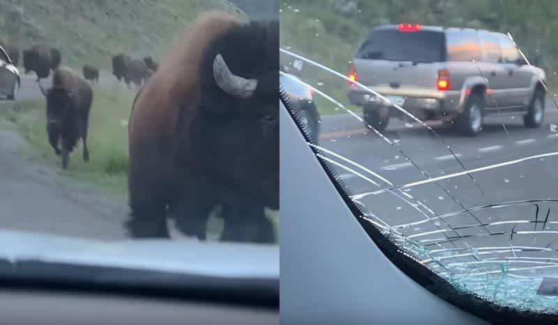Video: Bison Stampede Smashes Rental Car.. With No Insurance