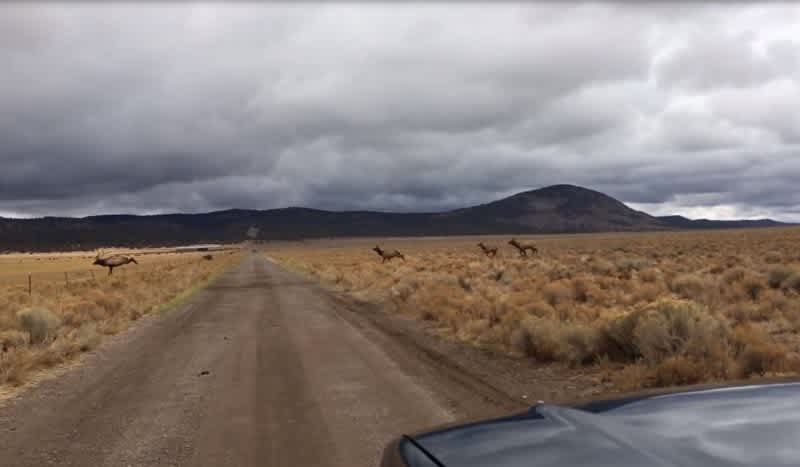 WATCH: 6×7 Bull Elk Tripping Over Fence, Breaks Neck While Chasing Cows