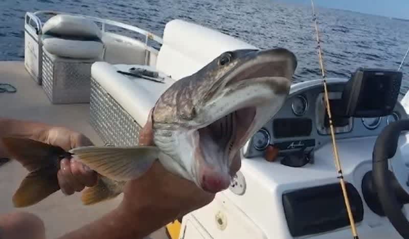Double-Mouthed Fish: New York Woman Reels in Fish With Two Mouths