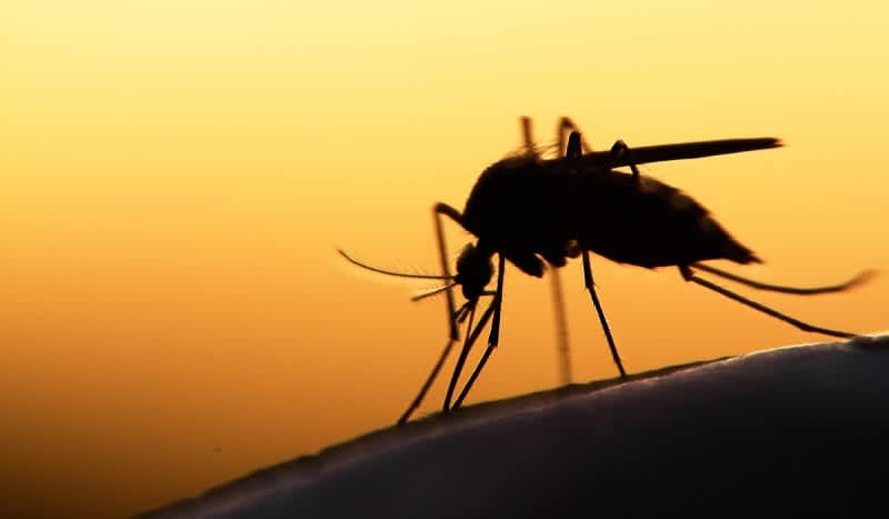 Michigan Residents On Alert After 3rd Possible Case of Eastern Equine Encephalitis Detected