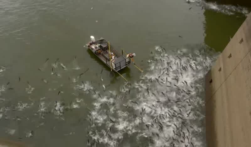 Shocking Video: Electrofishing Stuns Hundreds of Invasive Carp
