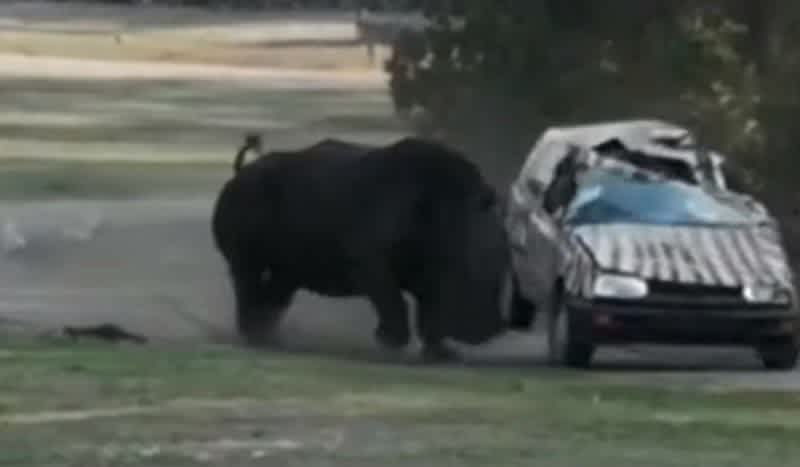 Video: Enraged Rhino Flips Zookeeper’s Car Multiple Times at German Safari Park