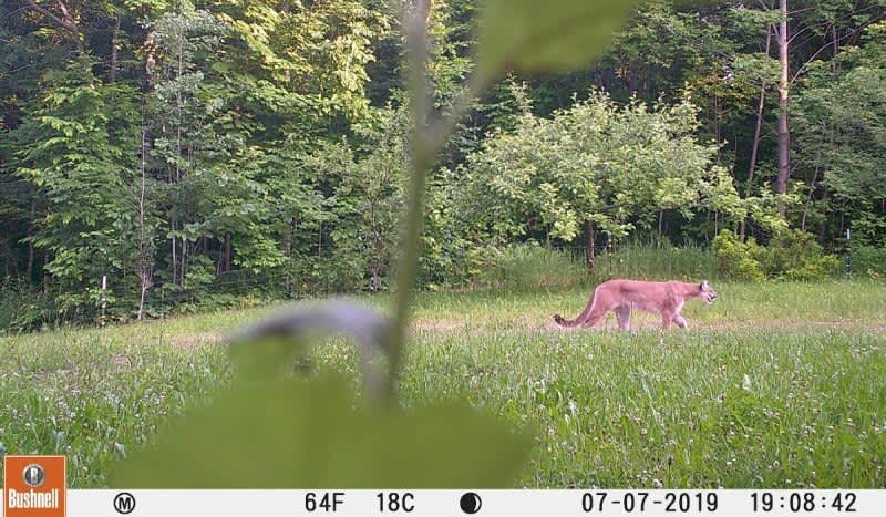 Michigan Catamount Sighting Confirmed; The State’s 39th Report Since 2008