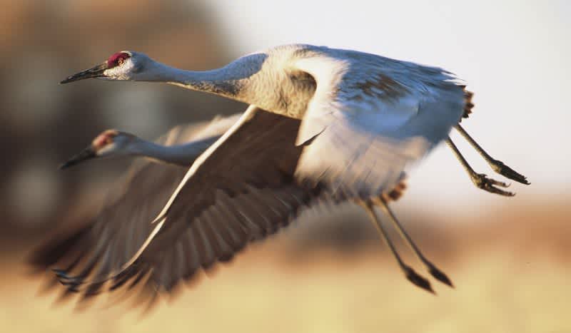 Sandhill Crane Hunting Season Returns to Alabama for First Time in a Century