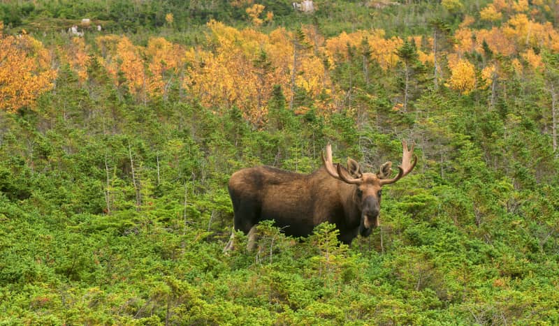 Newfoundland Moose Hunt- How I ended up landing on “The Rock”