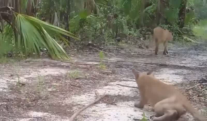 Florida Wildlife Officials Concerned Over ‘Startling Behavior’ Displayed by Panthers, Bobcats