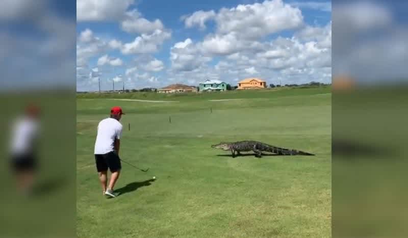 Playing Through: Pro Wakeboarder, Steel Lafferty, Hits Golf Shot Next to 7-Foot Alligator