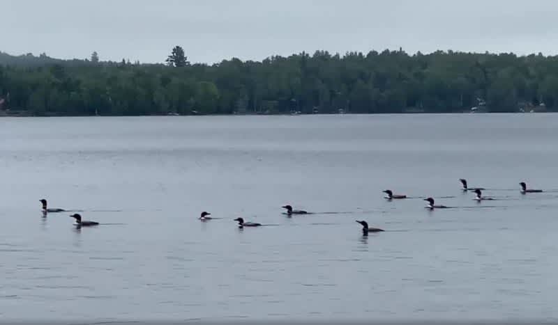 This is What it Sounds Like When 17 Loons Sound Off at The Same Time