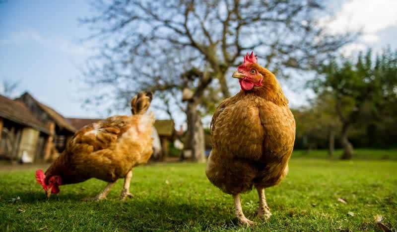 CDC Issues Warning Amid Salmonella Outbreak: Don’t Cuddle Backyard Poultry