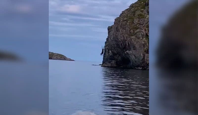 Video: Daredevil Moose Nosedives from a Cliff in Newfoundland
