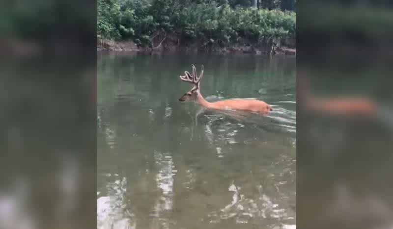 Whitetail Buck Showing EHD Symptoms Walks Through Fire and Into Deep Water