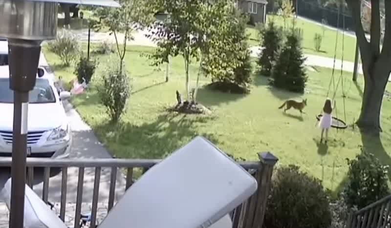 Video: 5-Year-Old Girl Barely Escaped a Coyote Attack in Her Front Yard