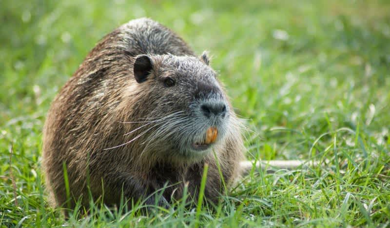 Invasive Swamp Rodents Threaten California’s Farming Region