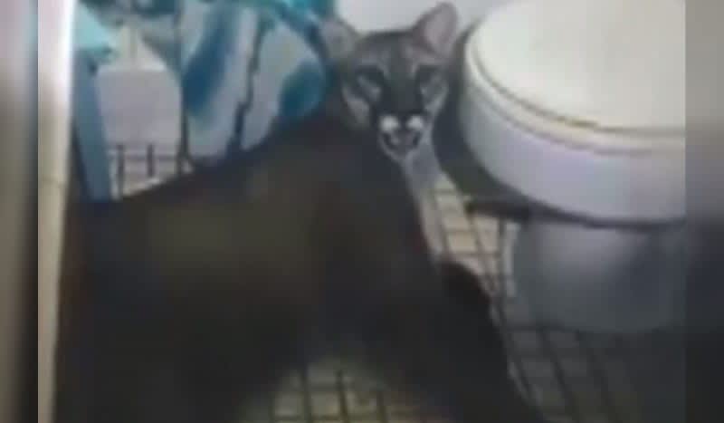 Mountain Lion Gets Trapped in Family’s Bathroom After Chasing Cat into Sonora Home
