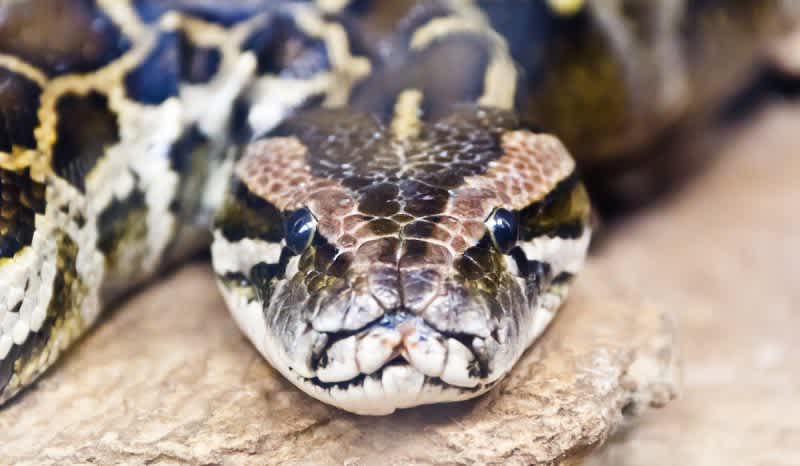 More Money, More Hunters: Florida Expands Its Python Elimination Program
