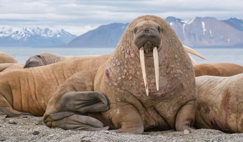 Angry Walrus Sinks Russian Navy Landing Craft in Defense of Her Calves