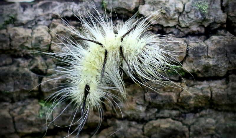 Poisonous American Dagger Caterpillar Found on Michigan College Campus