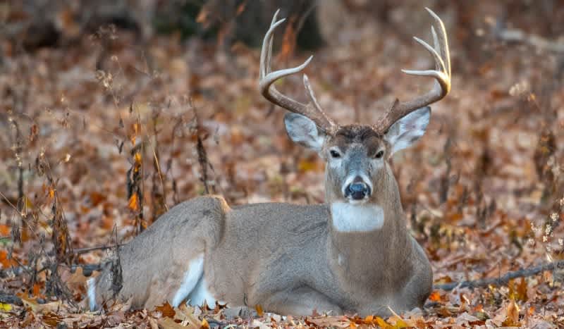 Arkansas Hunter Gored and Killed by Deer He Thought He Shot