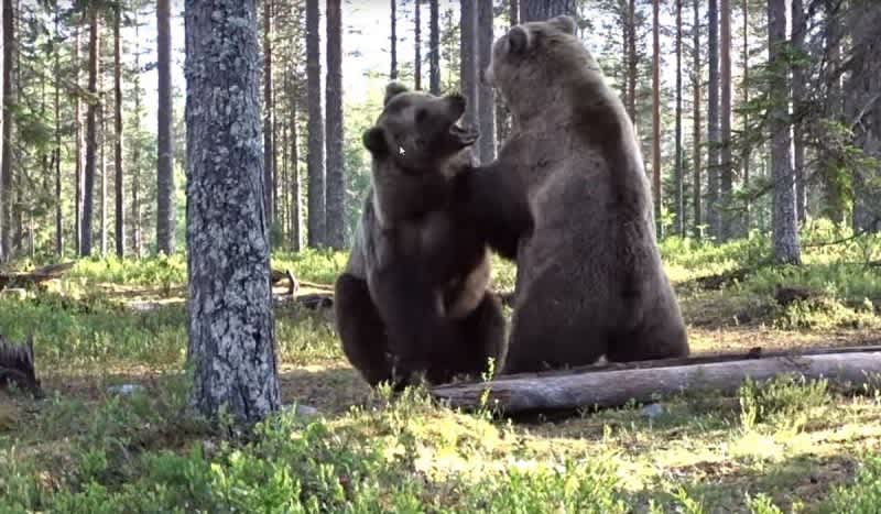 Brawling Bruins: Is This Scrap Between Two Brown Bears The Best Bear Fight Ever?