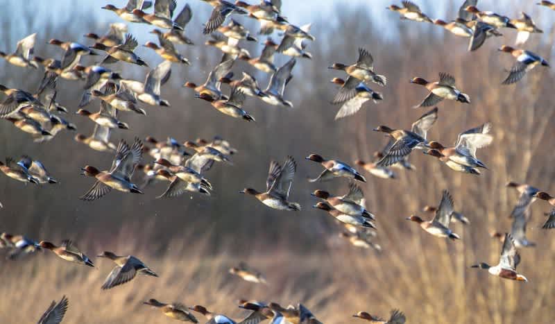 Saskatchewan – Where the Waterfowl Migration Begins