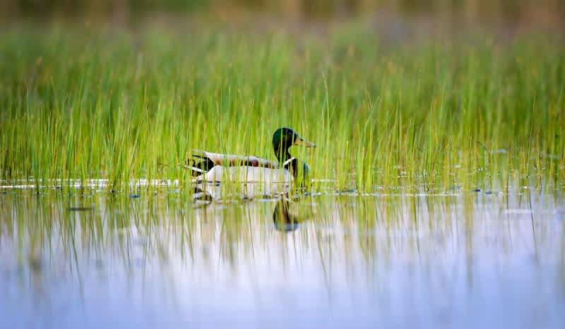 Wrangler Commits $100K Towards Ducks Unlimited’s Conservation Efforts