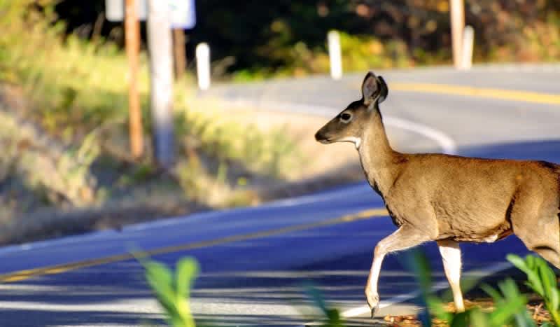 ‘You Going to Eat That?’ New CA Law Permits Drivers to Collect and Eat Roadkill