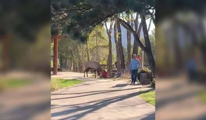 Two People Injured During Estes Park Elk Attack in Colorado
