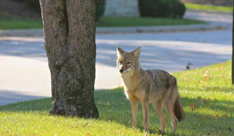 Spike in Metro Detroit Coyote Sightings Causes Concern in Residents, City Officials