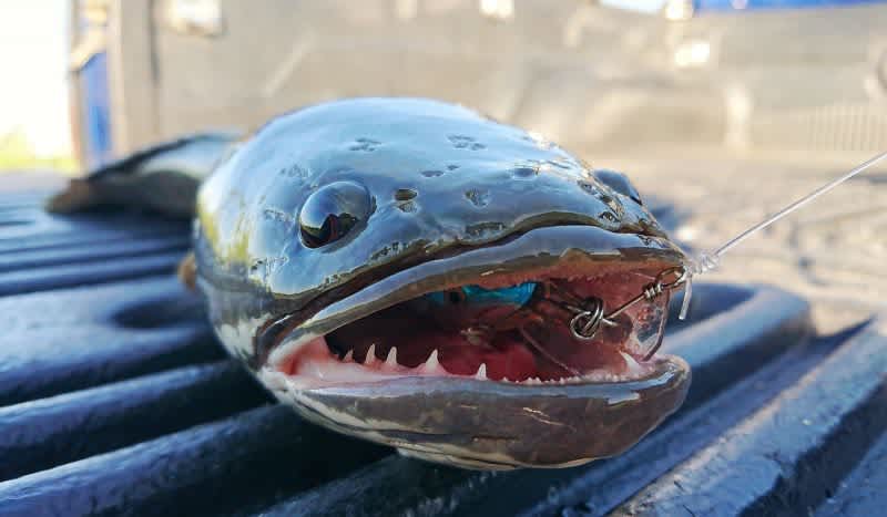 It Breathes On Land': Invasive Northern Snakehead Fish Found in