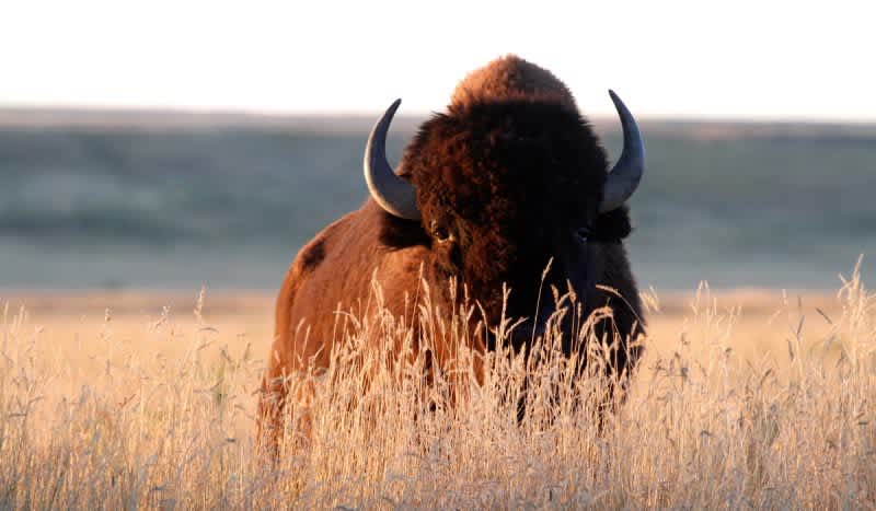 Utah Man Gored by Bison Returns to Same Park, Then This Happens