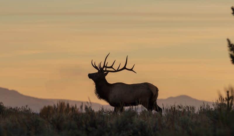 Man Arrested, Charged for 3 Bull Elk Poached Near Roundup, Montana